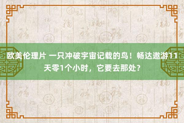 欧美伦理片 一只冲破宇宙记载的鸟！畅达遨游11天零1个小时，它要去那处？