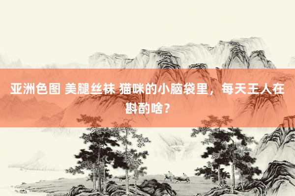 亚洲色图 美腿丝袜 猫咪的小脑袋里，每天王人在斟酌啥？